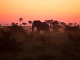 Africa 108 : Africa, Animal, Botswana, Elephant, Evening Glow, Makgadikgadi, Mammal, Nature